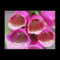 FOXGLOVES postcards