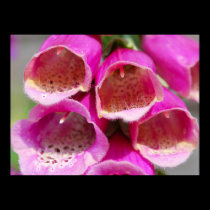 FOXGLOVES posters