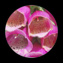FOXGLOVES magnets