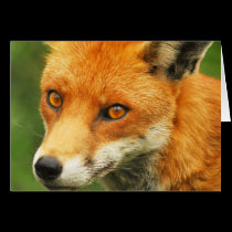 Foxy Lady cards