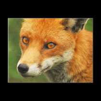 Foxy Lady postcards