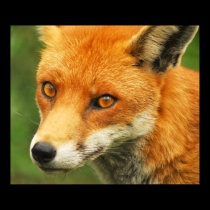 Foxy Lady posters