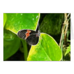 Fractalius Flutterby Card