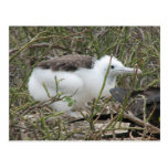 Fragata (frigate bird) chick, Isla Seymour, Galapa Post Cards