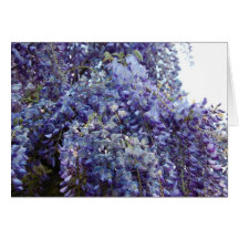 Fragrance in Blue Greeting Cards