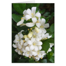 Fragrant Mock Orange Greeting Card