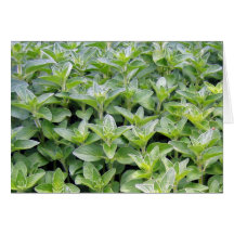 Fragrant Oregano Greeting Card