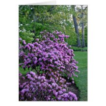 Fragrant purple flowers in the garden greeting card