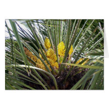 Fragrant yellow palm tree flowers greeting card
