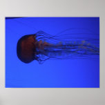 Framed Jelly Poster