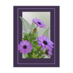Framed Purple Daisies Postcard