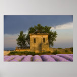 France, Provence. Field of lavender and Print