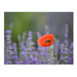France, Provence. Lone poppy in field of Postcard