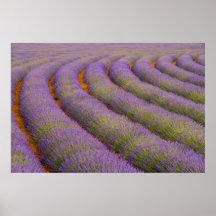 France, Provence region. Curved rows of Posters