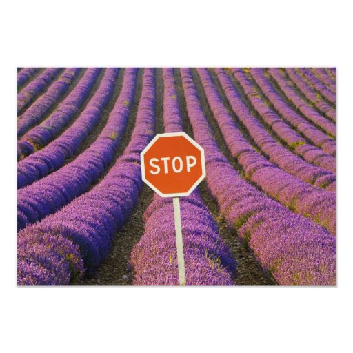 France, Provence. Rows of lavender and stop Art Photo
