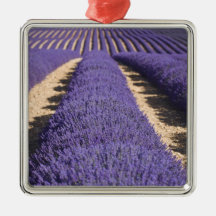 France, Provence. Rows of lavender in bloom. 3 Ornament