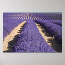 France, Provence. Rows of lavender in bloom. 3 Print