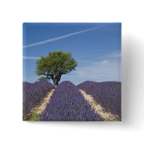 France, Provence. Rows of lavender in bloom. 4 Pinback Buttons