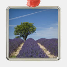 France, Provence. Rows of lavender in bloom. 4 Christmas Ornament