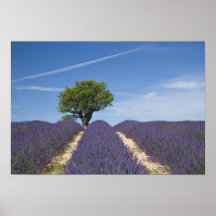 France, Provence. Rows of lavender in bloom. 4 Poster