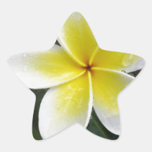 Frangipani And Raindrops Stickers