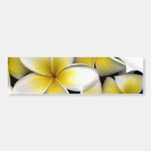Frangipani Bumper Sticker