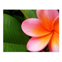 Frangipani I Post Cards