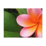 Frangipani I postcards