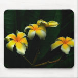 Frangipani Mouse Pad