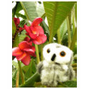 Frangipani t-shirts