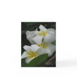 Frangipanis Note Cards