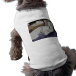 Frankie 1 pet clothing