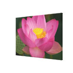 Franklin NC, Perry's Water Garden, Lotus 2 Stretched Canvas Prints