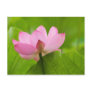 Franklin NC, Perry's Water Garden, Lotus Postcards