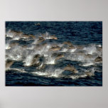 Fraser's dolphin print
