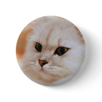 Freddie ~ Chinchilla Persians Button