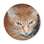 Freddie Magenet magnets