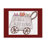 free kittens Postcard
