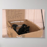 Free Puppies in a Box posters