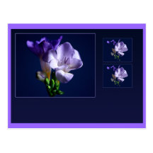 Freesia Postcard