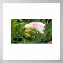Freesia Poster