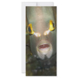 French Angelfish rack cards