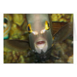 French Angelfish, with Caption