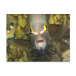 French Angelfish, with Caption