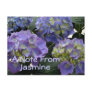 French Baby Blue Hydrangeas Post Card