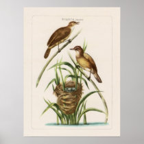 French Bird Engravings Poster