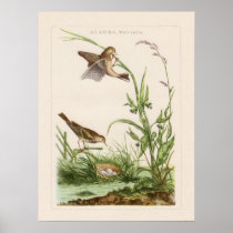 French Bird Engravings Poster