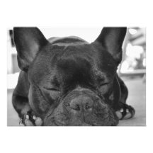 French Bull Dog Invitation