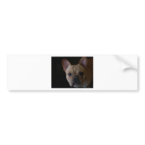 French Bulldog Bumper Stickers