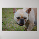 French Bulldog Canvas Print